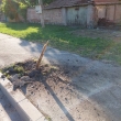Сеч и вандалщина с новите дървета в Севлиево