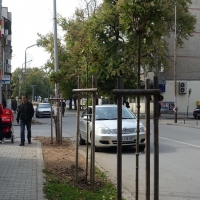 145 фиданки засаждат в Севлиево 