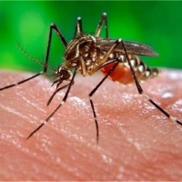 Започва пръскане срещу комари