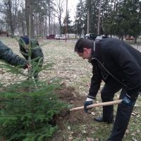 Засадиха първите дръвчета в Коледната гора