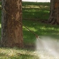 ВАЖНО: Започва поетапно второ пръскане на тревните площи срещу кърлежи и бълхи